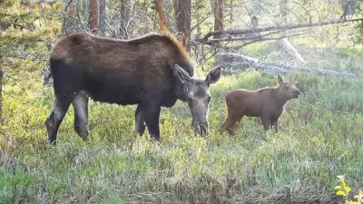 Woman airlifted to hospital after Steamboat Springs moose attack
